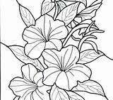 Coloring Tropical Pages Flower Printable Hawaii State Flowers Hawaiian Drawing Colouring Getdrawings Color Getcolorings sketch template