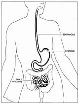 Stomach Esophagus Anatomy Intestine Intestines Abdomen Digestive Template sketch template
