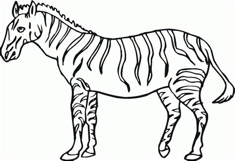 printable zebra coloring pages  kids animal place