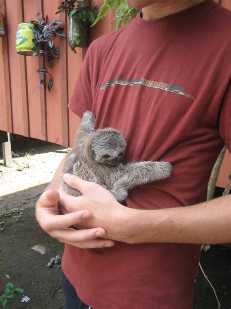 hug archives slothscomau