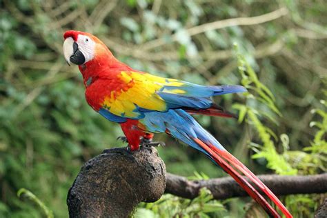 macaws  sale