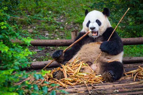 pandas  china   plans   giant panda national park