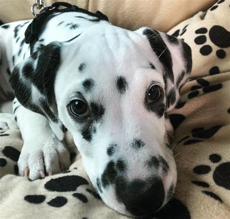 dalmatian breed information guide quirks pictures personality
