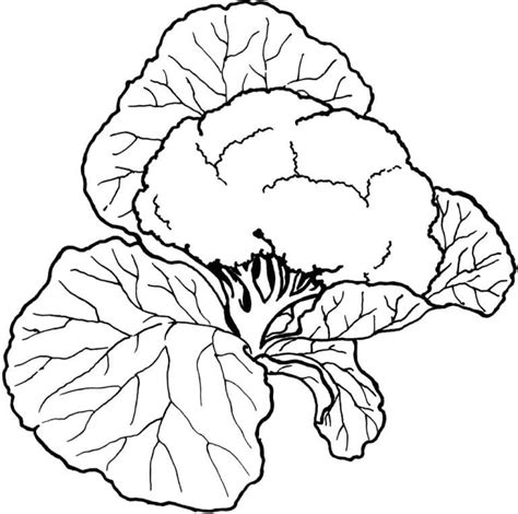 printable cauliflower coloring page  print  color