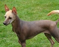 Bilderesultat for Meksikansk nakenhund. Størrelse: 118 x 95. Kilde: animalsbreeds.com