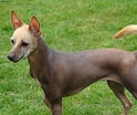 Bilderesultat for Meksikansk nakenhund. Størrelse: 124 x 104. Kilde: animalsbreeds.com