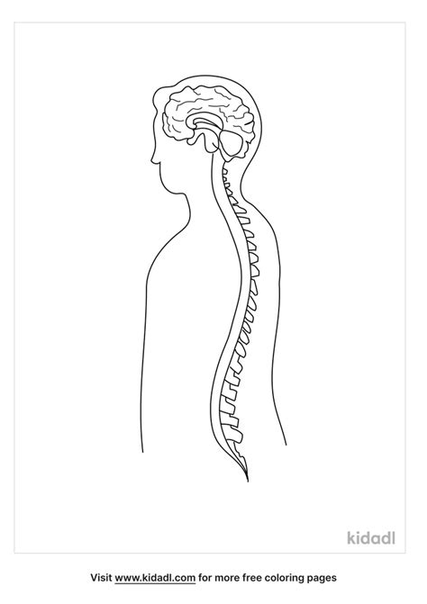 nervous system coloring page  human body coloring page coloring home