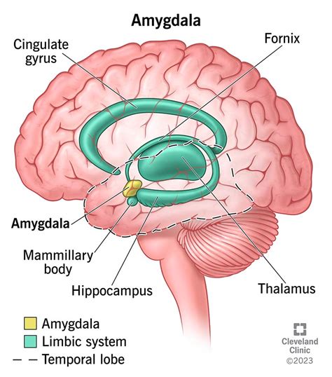 amygdala       controls