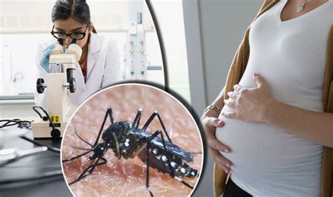 zika pregnant women in thailand could all be tested for virus