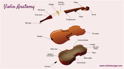 violin parts anatomy   violin   violin lounge