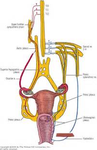 Female Reproductive System Anatomy And Physiology Glasgow