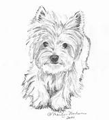 Yorkie Terrier Pencil Highland sketch template