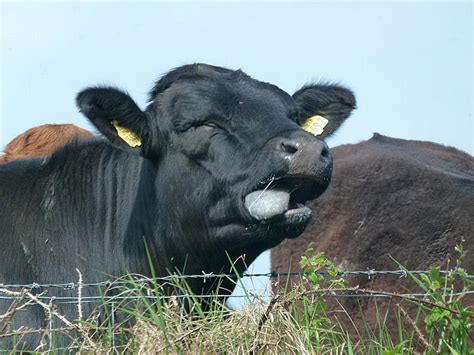 Funny Cow Sticking Tongue Out Parkgate Northern