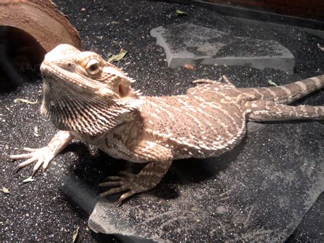 bearded dragon pet images pictures becuo