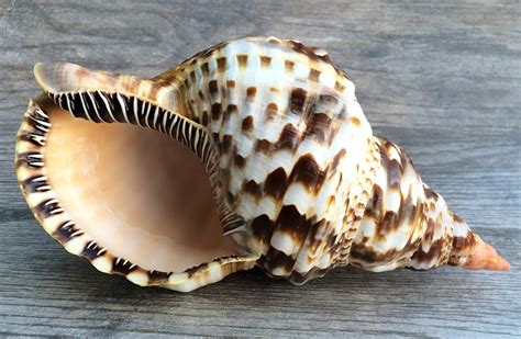 triton shell  triton sea shell   walmartcom walmartcom