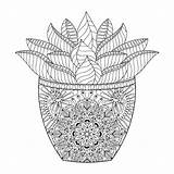 Verbnow Succulents Zentangle Aesthetics Cool sketch template