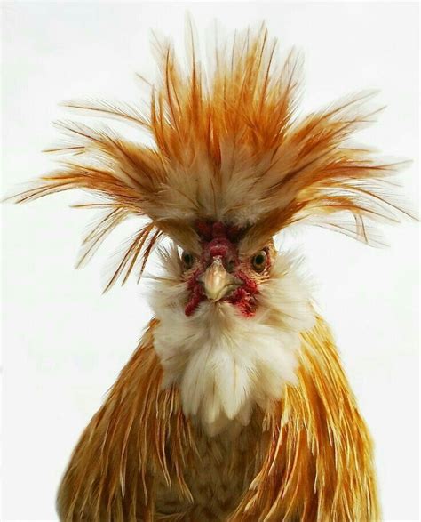 Not Going Back To That Hairdresser No More Beautiful Chickens Fancy
