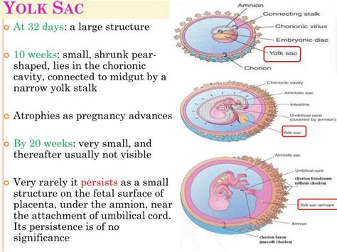 fetal membranes powerpoint  id