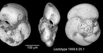 Afbeeldingsresultaten voor "globorotalia Scitula". Grootte: 201 x 104. Bron: www.mikrotax.org