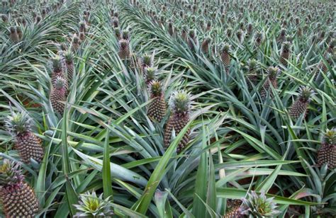ananas alles zu anbau pflege ernte plantura