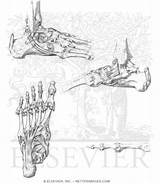 Anatomy Foot Bones Hand Joints Ankle Template Coloring Book Pricing sketch template