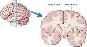 neuroscience    order  whitegrey matter    brain  spinal cord