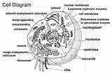 Cytoskeleton Coloring Sketch Pages Template sketch template