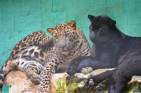 Rare Black Leopard Picture Of Tiger And Lion Safari