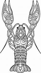 Crawfish Ornate Illstration Vectors sketch template