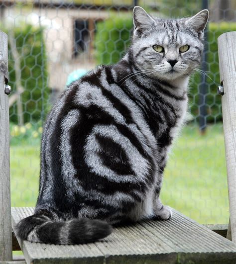 black classic tabby british shorthair cat british shorthair cat girl kent silver black