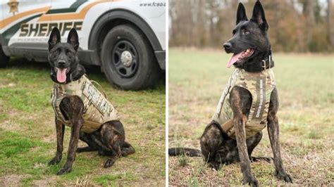 ‘we Love All Of Our K9s Florence County K9 Receives Body Armor Donation