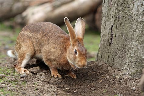 hase kaninchen haustier kostenloses foto auf pixabay
