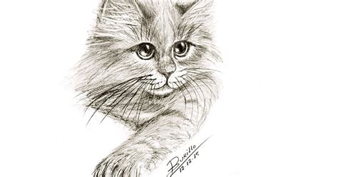 luz  artes gato  practicar dibujo  lapiz  pluma