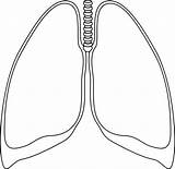 Lung Lungs Clipart Outline Clip Clear Cliparts Human Template Kidney Clker Small Drawing Coloring Transparent Vector Body Ultrasound Library Clipground sketch template