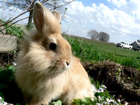 rabbit wallpapers pets cute  docile