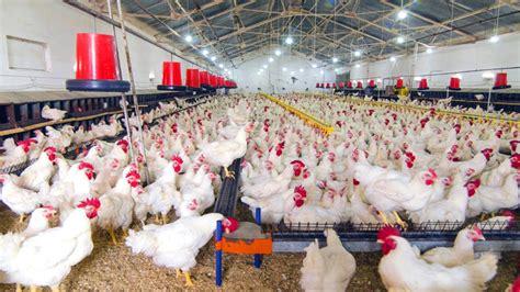 start  successful poultry farming business navfarm blog
