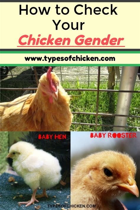 how to check your chicken gender 5 tips
