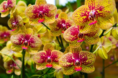 orchideen richtig duengen  tipps fuer satte pflanzen