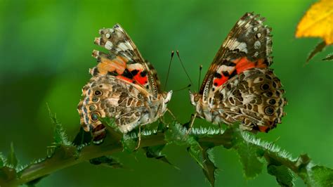 the remarkable way that butterflies mate nature pbs