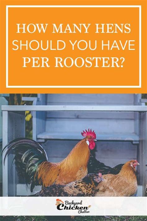How Many Hens Per Rooster Getting The Most Out Of Your
