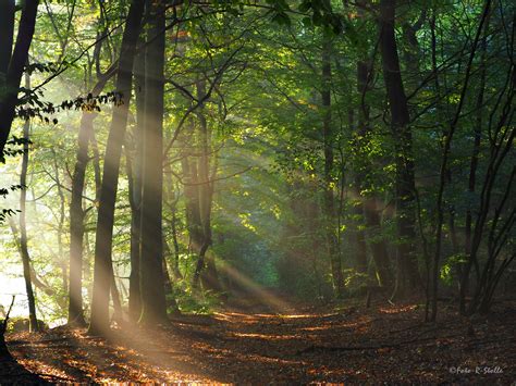 lichtblick im wald foto bild landschaft sonnenuntergaenge natur