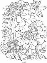Marigold Coloring Flower Pages Drawing Flowers Adult Book Printable Outline Colouring Color Doverpublications Dover Drawings Line Books Muertos Los Pen sketch template