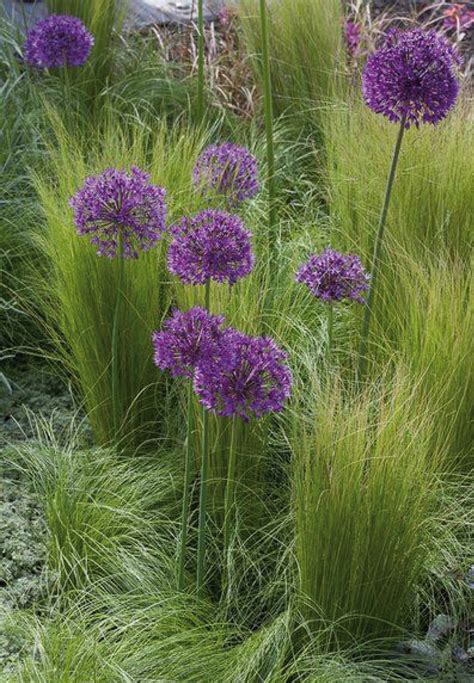 inspiratie de mooiste planten om tussen je siergrassen te zetten tuincentrum pelckmans