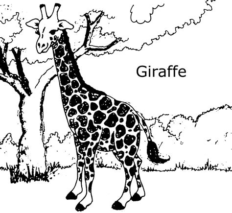 giraffes coloring pages    print