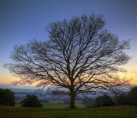 single bare winter tree  vibrant sunset photograph  matthew gibson