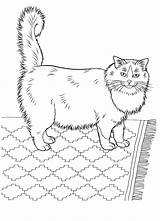 Pisica Colorat Planse Desene Gatti Animale Pisici Katzen Colorkid sketch template