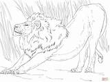 Coloring Lion Stretching Pages Printable Supercoloring Drawing Lions Skip Main sketch template