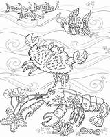 Crab Lobster sketch template