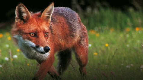 10 Reasons Foxes Come Into Your Garden And What To Do About It Fox