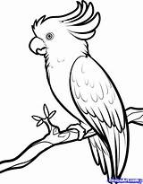 Burung Sketsa Beo Putih Hantu Pensil Dan sketch template